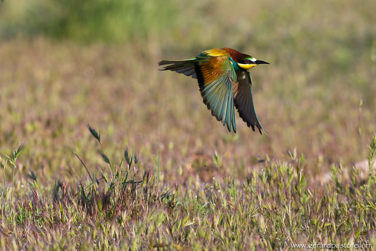 Bee eater 38